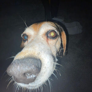 Meet your Posher, Jake